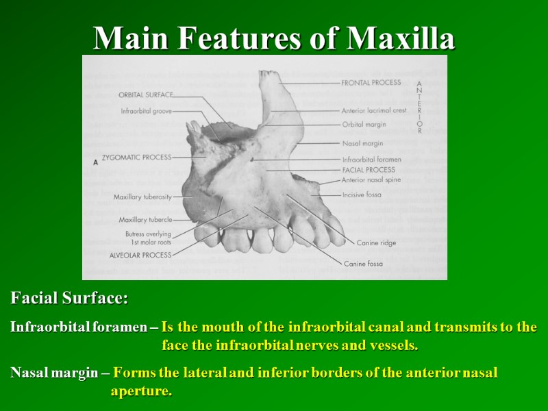 Main Features of Maxilla   Facial Surface: Infraorbital foramen – Is the mouth